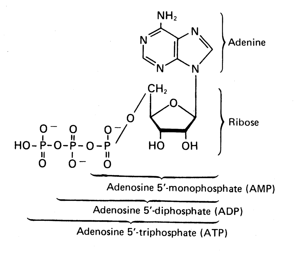 adenosine is adenine and ribose while the number of phosphates groups differentiates AMP from ADP from ATP.