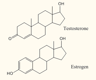 estrogen and testosterone structure comparison