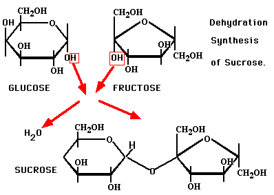 glucose and fructose combine dehydrate to form sucrose
