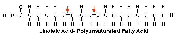 polyunsaturated fatty acid