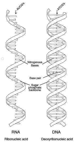 RNA vs DNA
