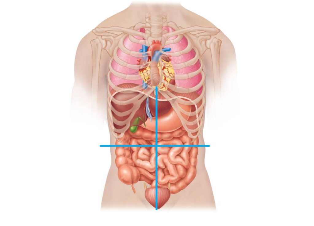 abdominal quadrants