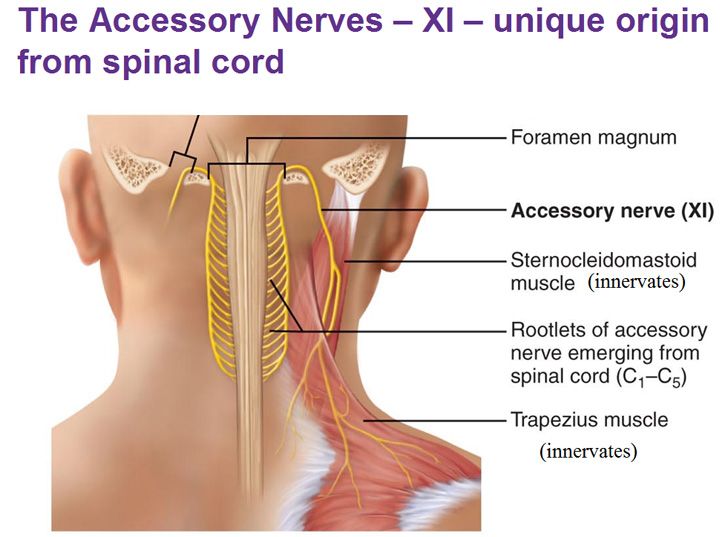 accessory nerve xi rootlets