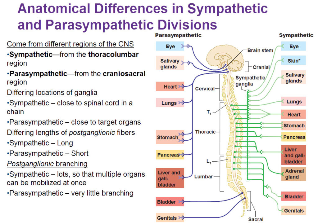 anatomic differences in sympathetic and parasympathetic divisions