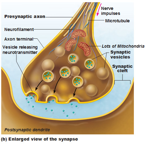 close up of a synapse