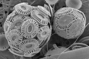 coccoliths-500 calcareous nannoplankton, the microscopic ancestors of modern plankton.