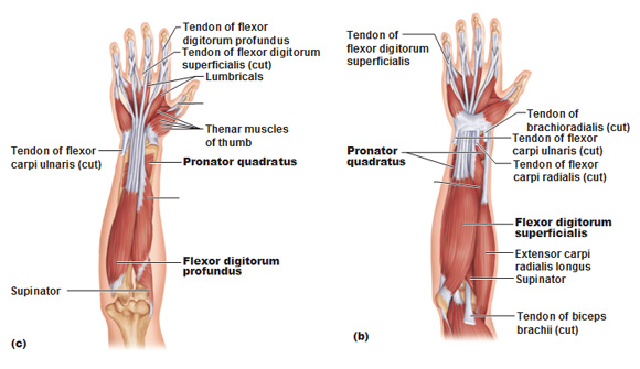 deep anterior muscles of the forearm