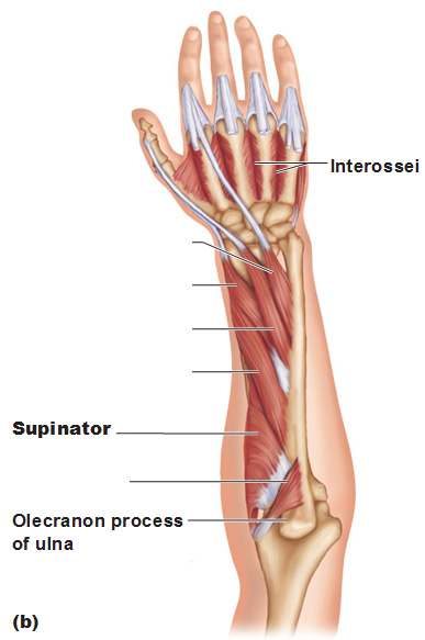 deep posterior muscles of the forearm