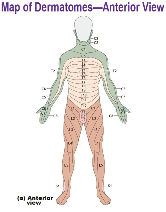 dermatomes anterior view