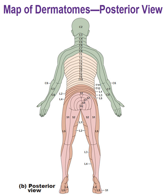 dermatomes posterior view