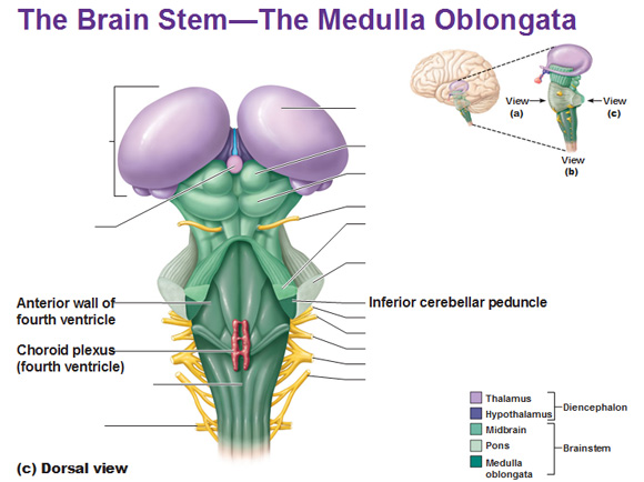 dorsal view of the medulla oblongata choroid plexus fourth ventricle