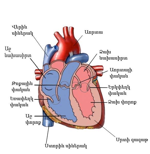 heart anatomy in armenian