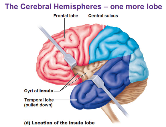 insula lobe frontal lobe central sulcus gyri of insula
