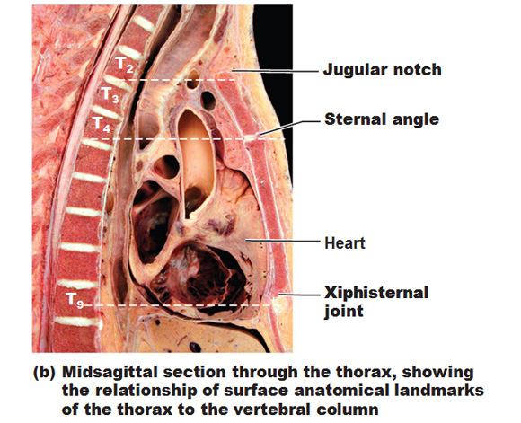jugular notch sternal angle heart