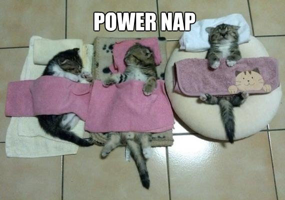 kittens power napping