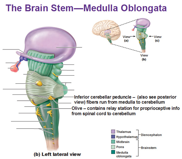 lateral view of medulla oblongata inferior cerebellar peduncle and olive