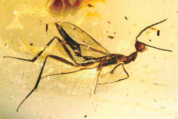 Leptofoenus_pittfieldae_(male)_rotated