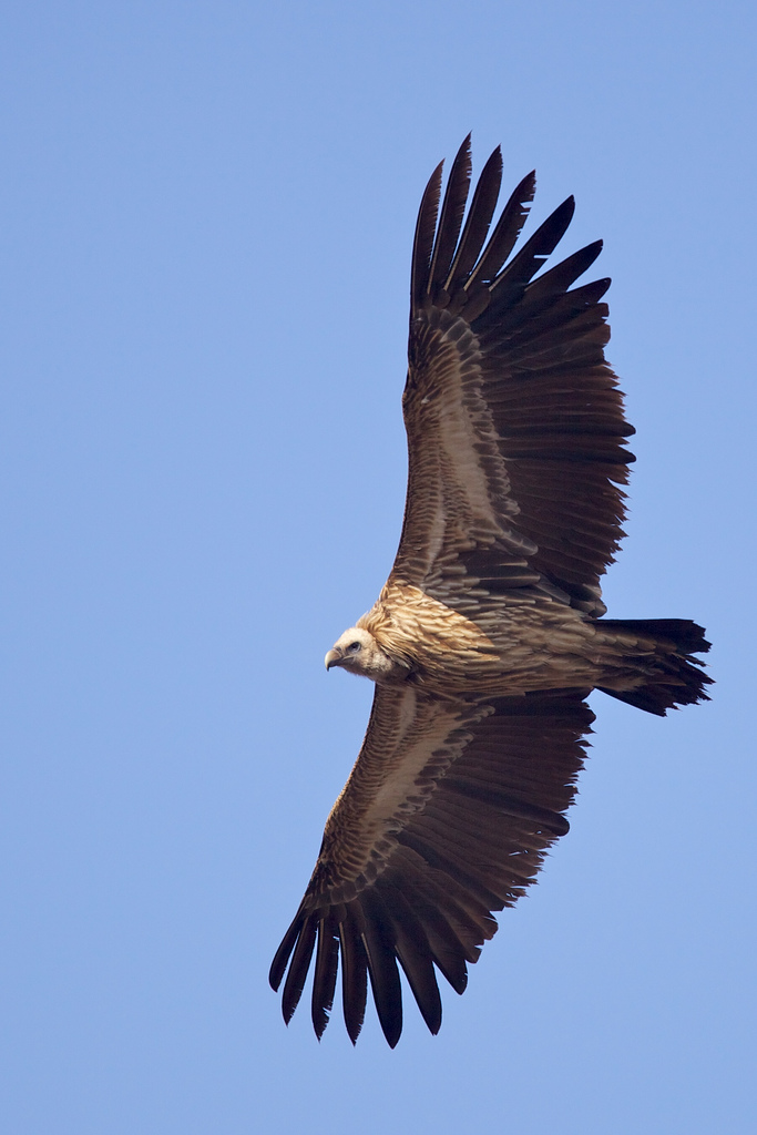 long billed indian vulture