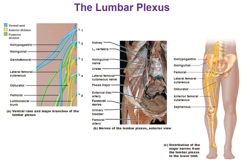 lumbar plexus anterior and posterior divisions