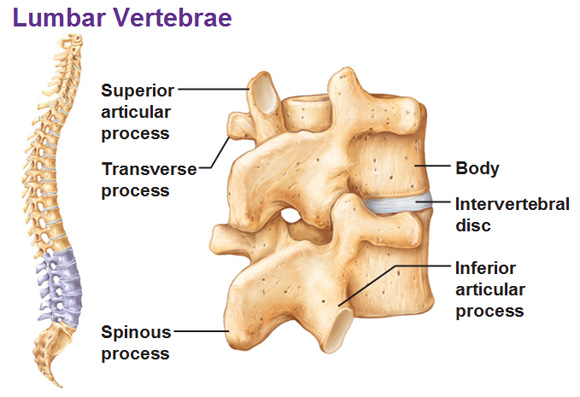 lumbar vertebrae