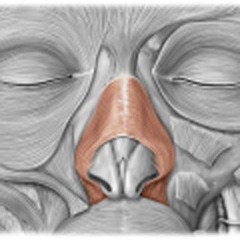 nasalis muscle
