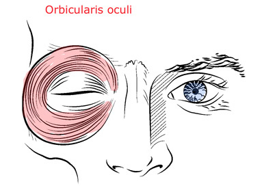 orbicularis_oculi