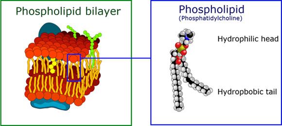 phospholipid bilayer with polar hydrophilic head and nonpolar hydrophobic tail