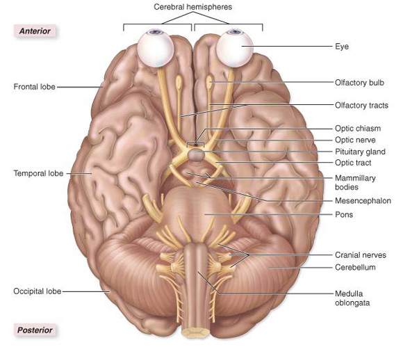 primary visual cortex inferior view