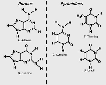 purines versus pyrimidines structure