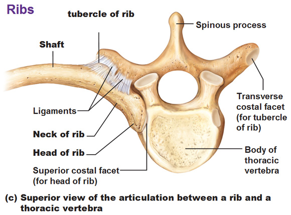 ribs connect to vertebra