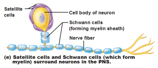 satellite and schwann cells