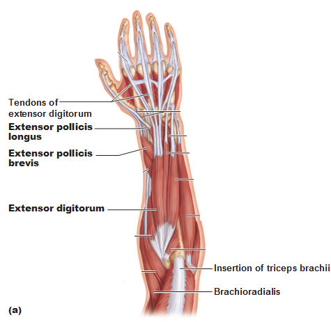 superficial posterior muscles of the forearm