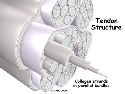 tendon