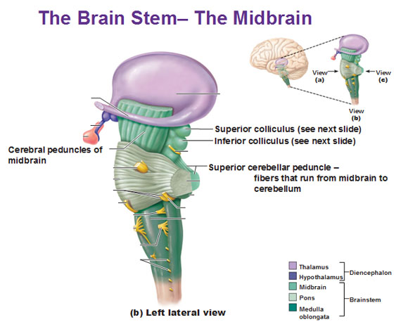 the brain stem mid brain left lateral view superior colliculus inferior cerebellar peduncle