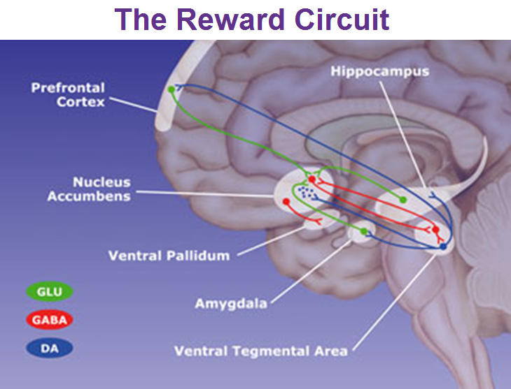 the reward circuit nucleus accumbens ventral pallidum ventral tegmental area and amygdala
