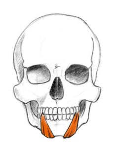 triangularis muscle