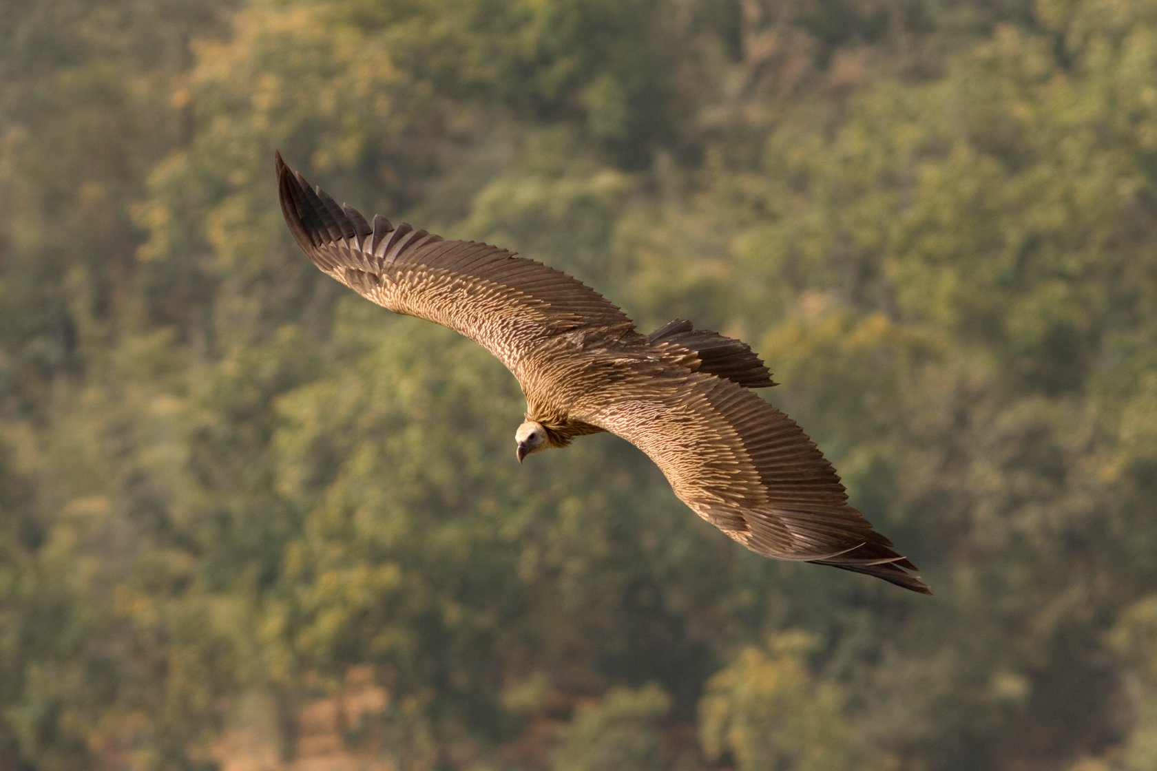 Indian Vulture (Gyps indicus) from Bandhavgarh, India