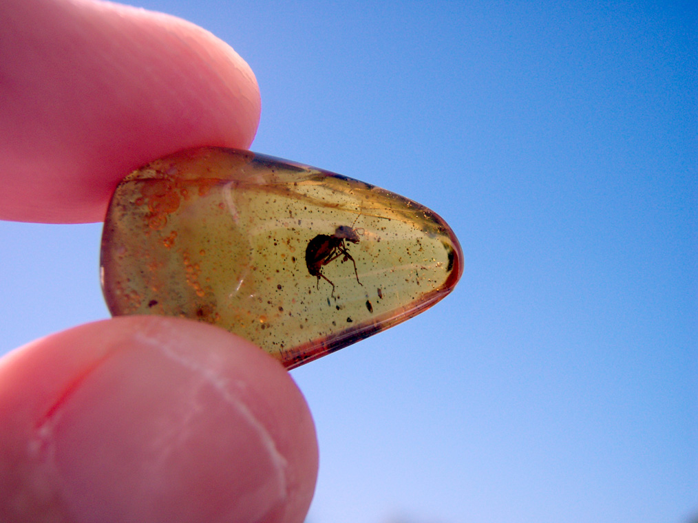 Worker termite in Dominican amber.