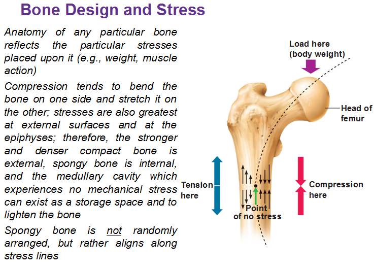 bone design and stress compression decompression body weight