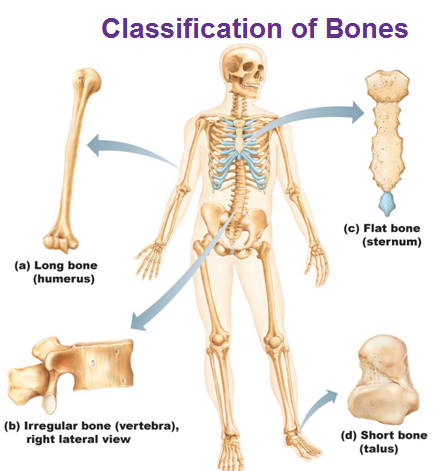 classification of bones long flat irregular short