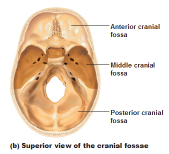 cranial anterior middle posterior fossa fossae