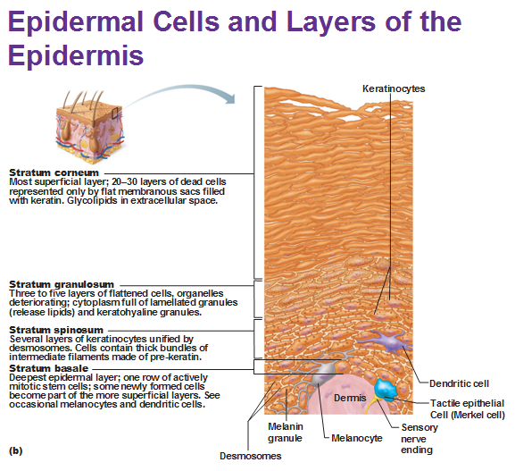 epidermal cells and layers of the epidermis