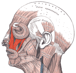 Levator_labii_superioris