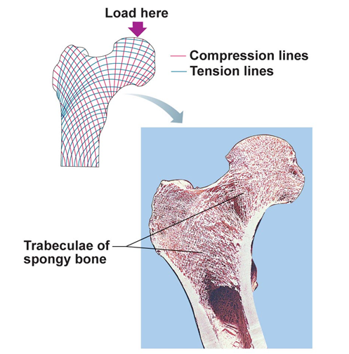 mathemical compression lines of bone