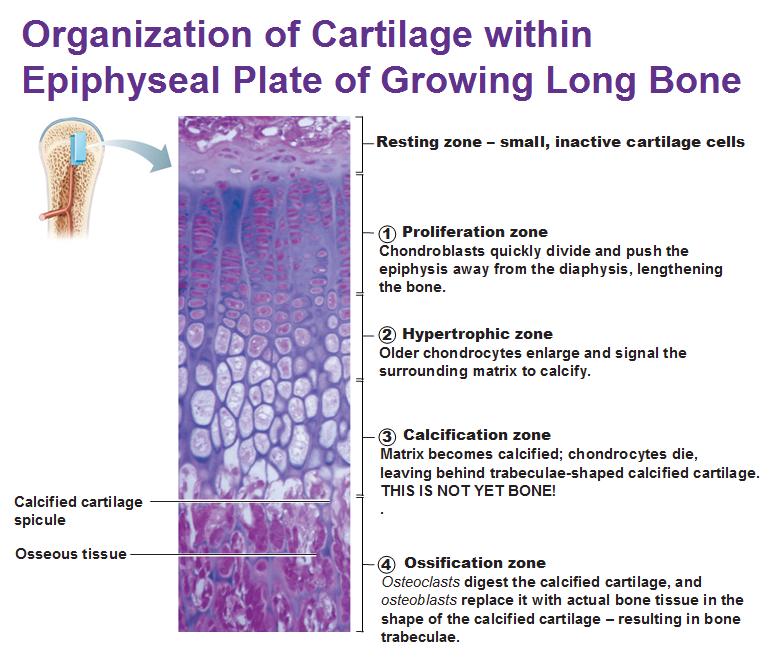organization of cartilage within epiphyseal plate of growing long bones in children
