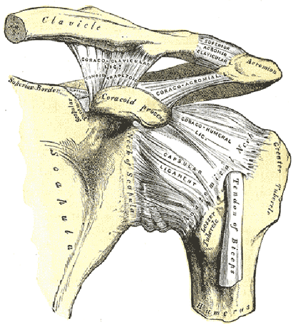 shoulder-ligaments