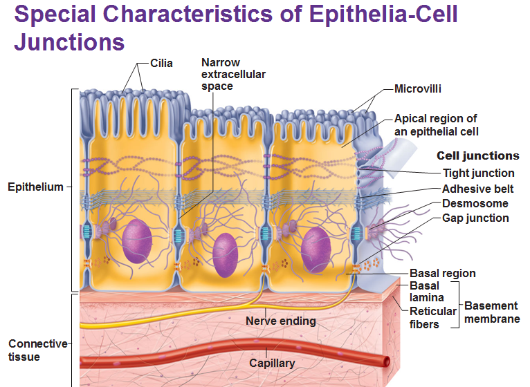 special characteristics of epithelia epithelium cell junctions basal lamina reticulum