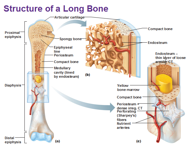 structure of a long bone