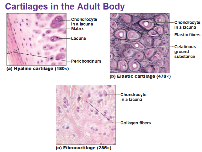 three types of cartilage hyaline elastic and fibrocartilage