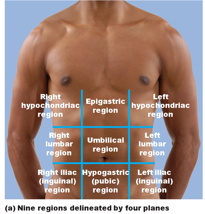 tic taco toe abdominal regions four planes 9 spaces